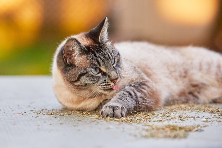 сиамская рысь-пойнт кошка ложится на пол, посыпанный кошачьей мятой, и облизывает лапу