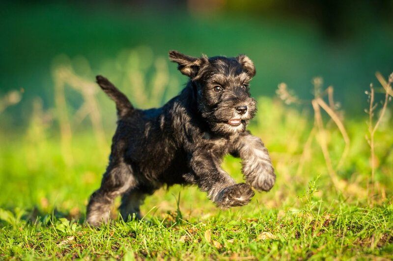 miniature_schnauzer_puppy_playing_grigorita_ko_shutterstock