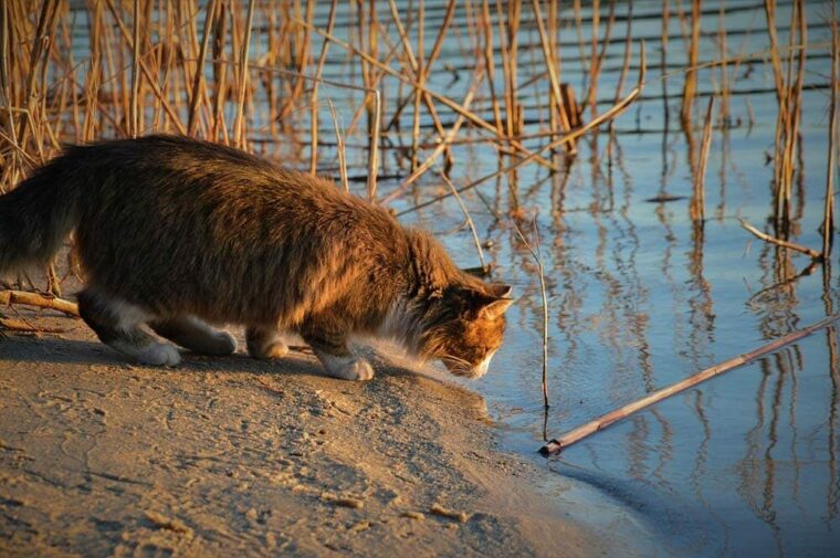 кошка, смотрящая в воду