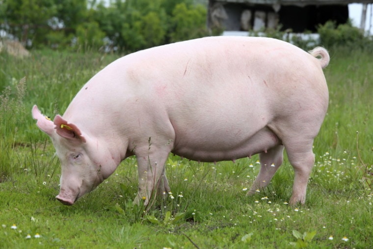 свинья на траве