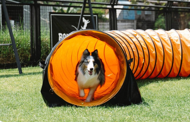 Собака бежит по игровому туннелю