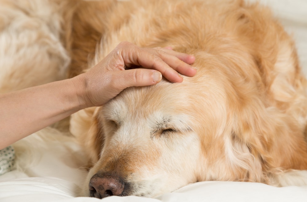 Read more about the article Артрит у собак: одобренные ветеринаром признаки и уход