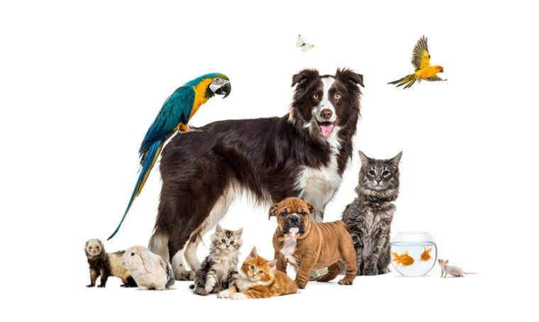 Группа домашних животных позирует вокруг бордер-колли;  собака, кошка, хорек, кролик, птица, рыба, грызун