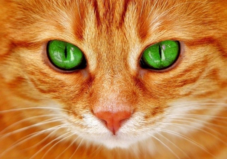 кошачий зеленый глаз