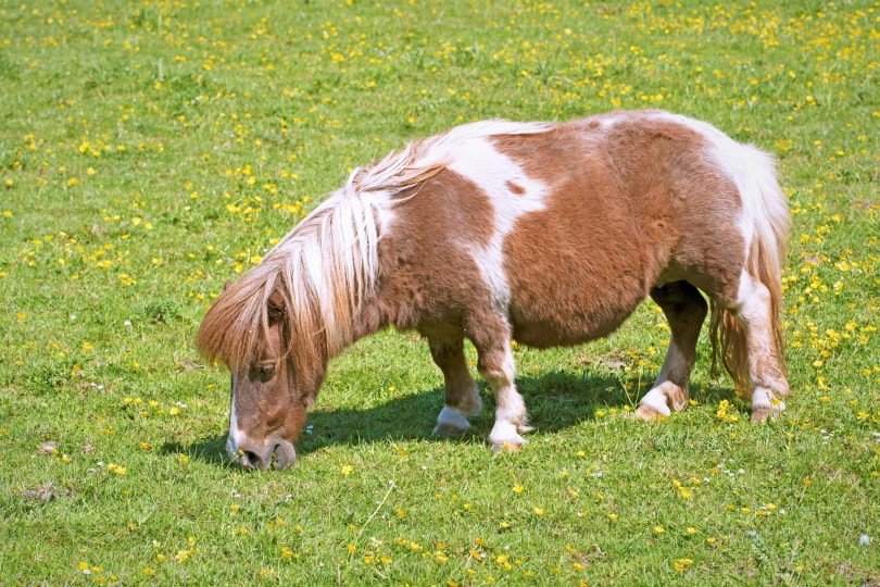 миниатюрная лошадь в траве_Питер Шоу 1991_Shutterstock