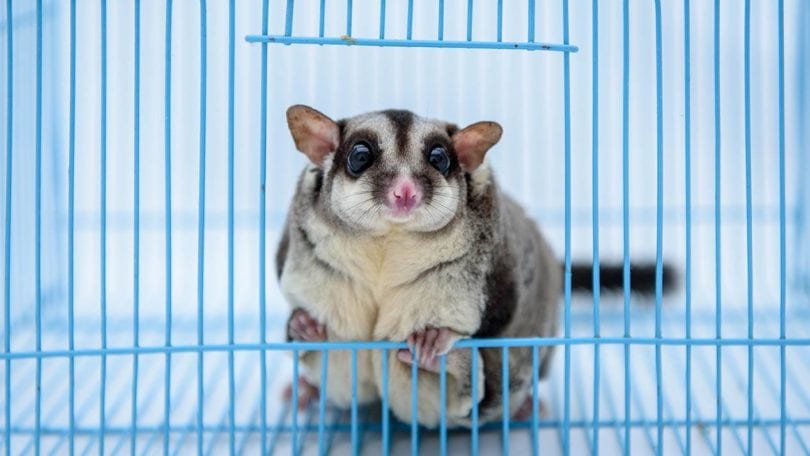 Read more about the article 7 основных расходных материалов для Sugar Glider, которые помогут вам начать работу