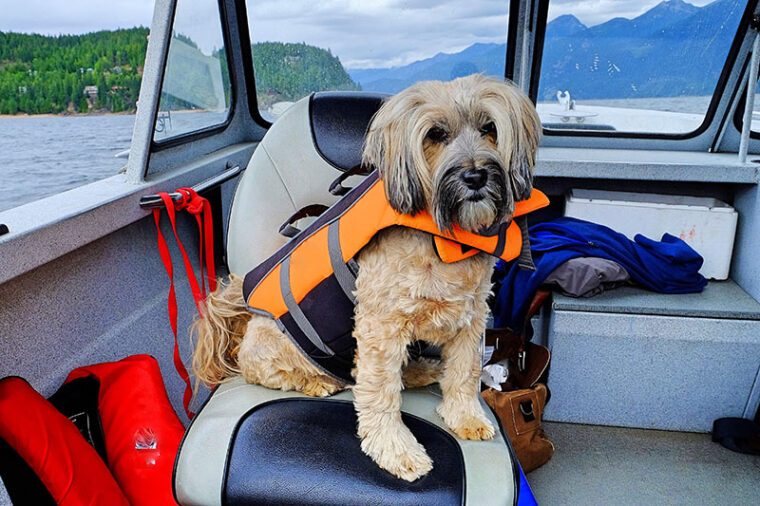 Собака сидела в лодке в спасательном жилете