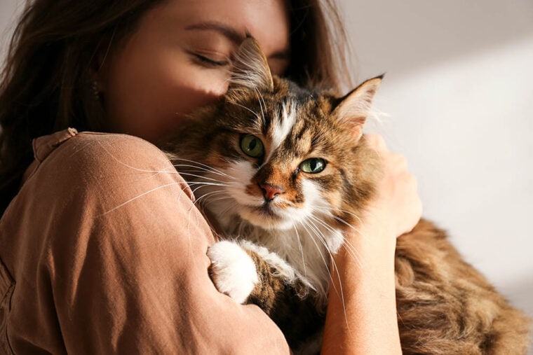 Молодая женщина держит милого сибирского кота с зелеными глазами