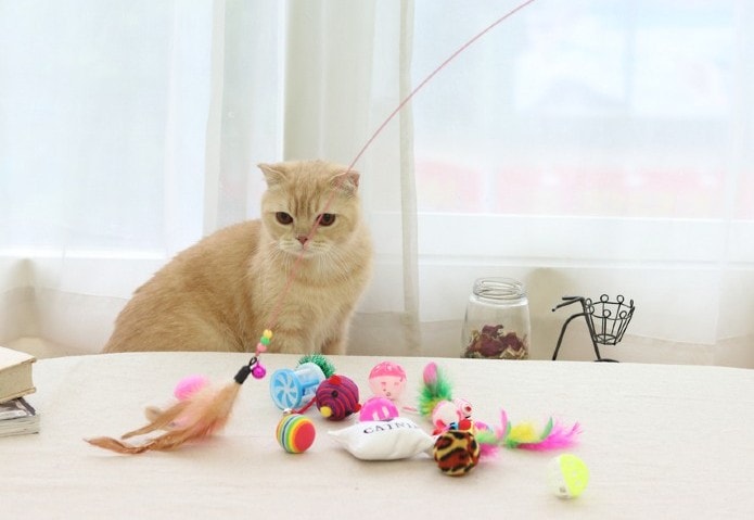 кошка играет с игрушками