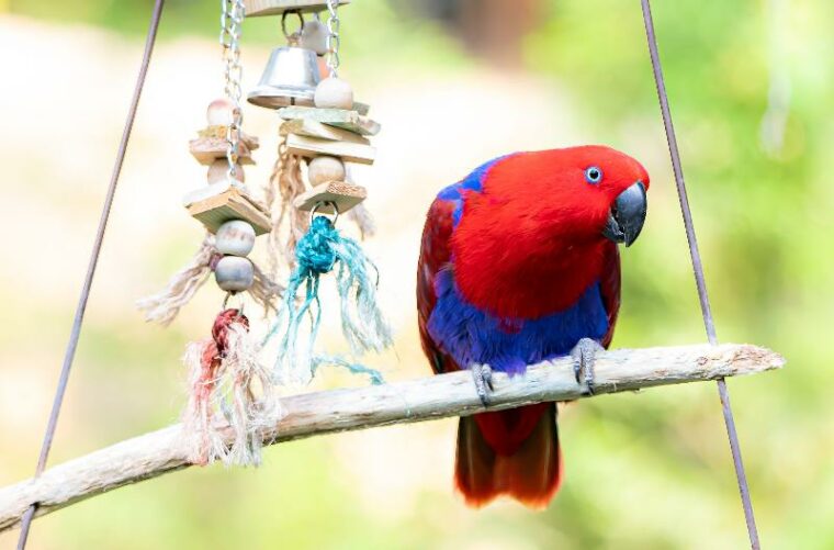 красный и синий попугай на ветке с висящей игрушкой