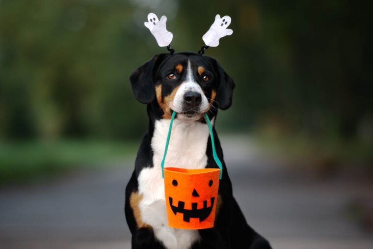Собака готова к Хэллоуину