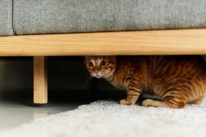 Read more about the article Как уменьшить тревогу и стресс вашей кошки: 12 советов от нашего ветеринара