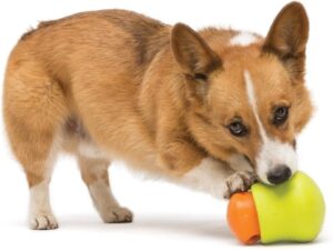 Read more about the article 8 лучших экологически чистых игрушек для собак в 2022 году (одобрено ветеринаром) — обзоры и лучший выбор