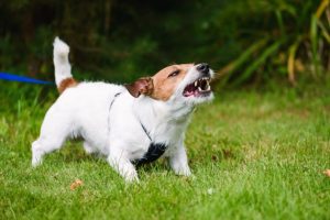 Read more about the article Как отучить собаку лаять на других во время прогулки: 9 советов