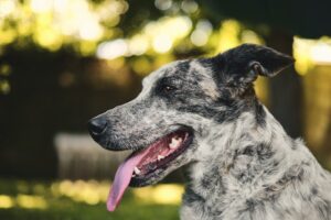 Read more about the article 200 популярных и уникальных имен для австралийских пастушьих собак