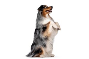 Read more about the article Как научить собаку красиво сидеть (8 советов и рекомендаций)