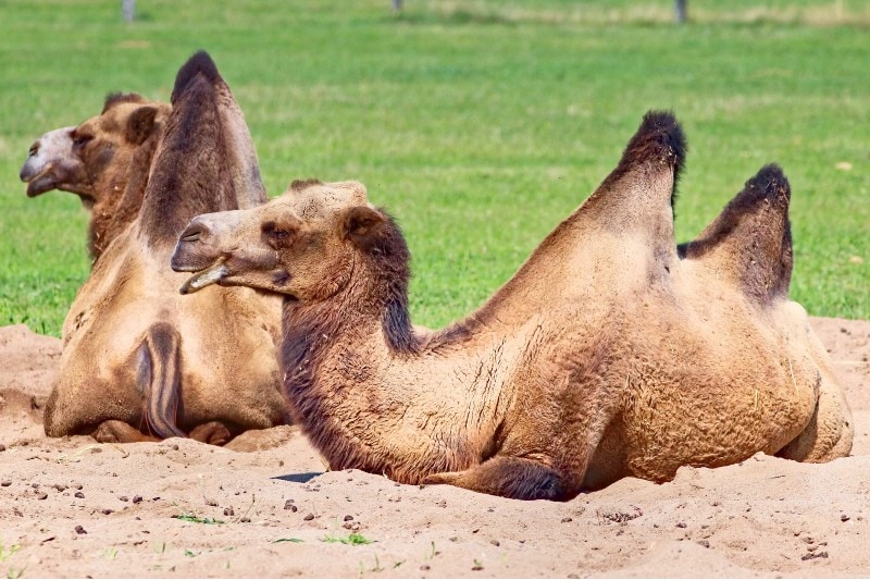 You are currently viewing Как спят верблюды?  Все, что Вам нужно знать!