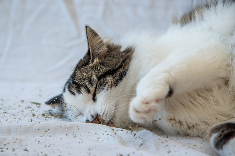 You are currently viewing Можно ли класть кошачью мяту в кошачий корм?  Что тебе нужно знать!