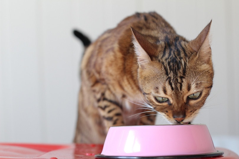 You are currently viewing Что кошки любят есть на завтрак?  5 отличных идей