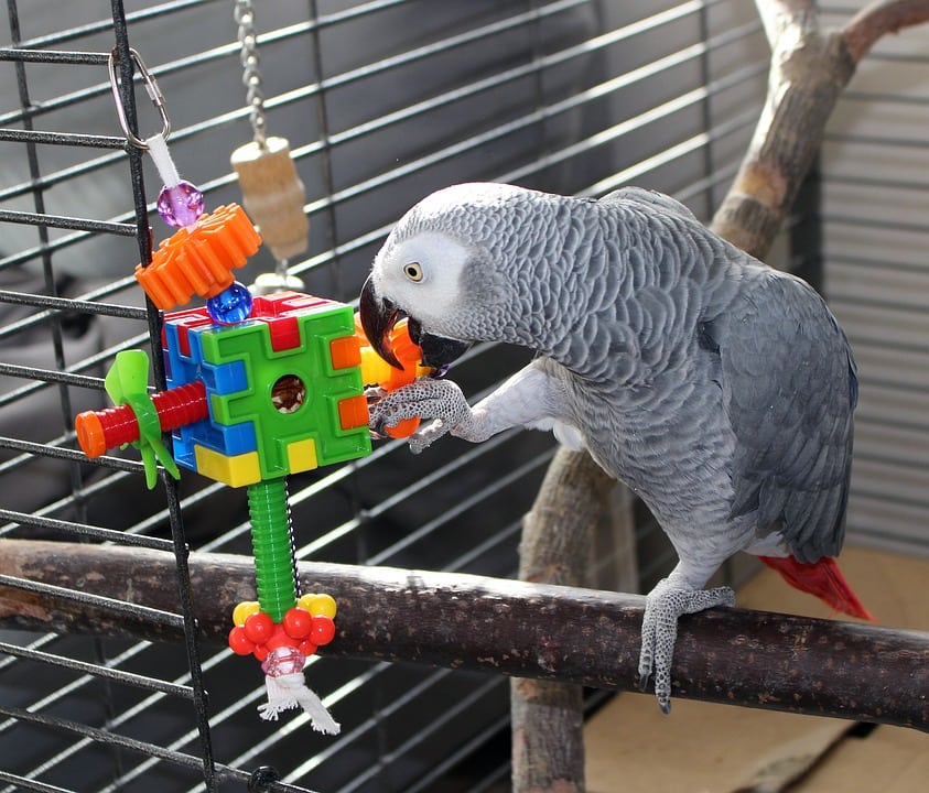 You are currently viewing 7 планов игровых площадок для птиц своими руками, которые вы можете построить сегодня (с иллюстрациями)