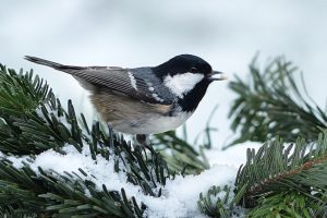 Read more about the article Куда улетают птицы, когда идет снег?  Как они выживают в снежную бурю?