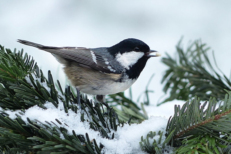 Птица на дереве, засыпанном снегом