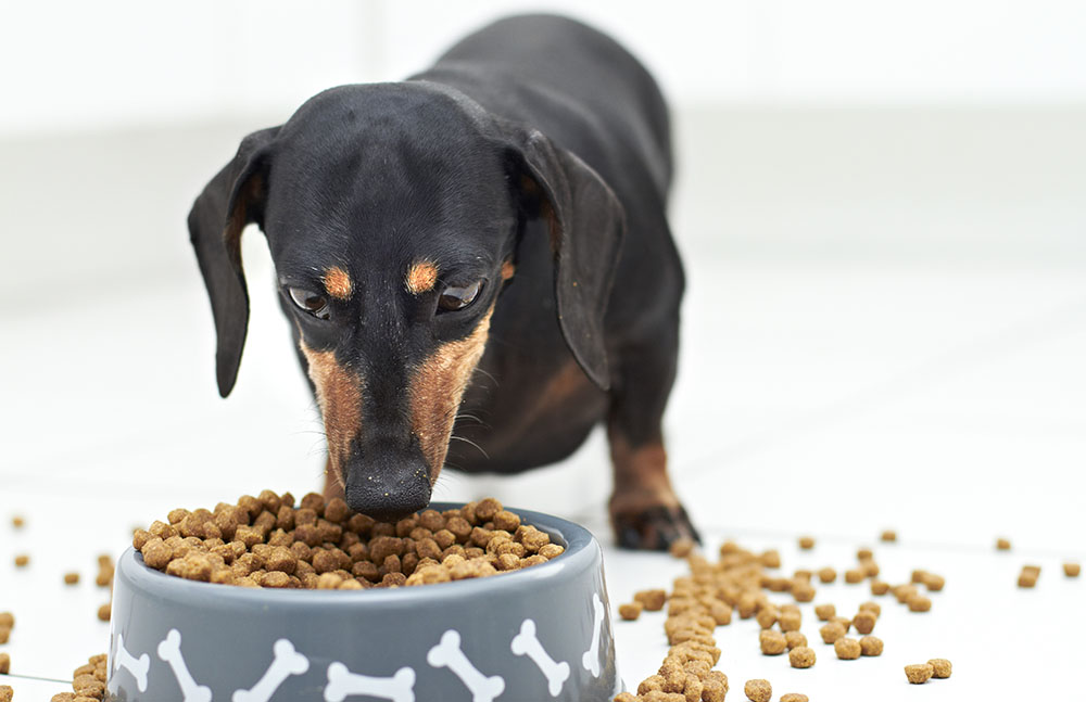 You are currently viewing Что такое сырой жир в корме для собак?  Сколько должно быть?