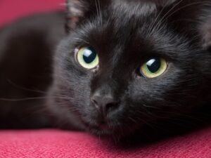 Read more about the article Насколько распространены черные кошки с зелеными глазами?  Ответ вас удивит!