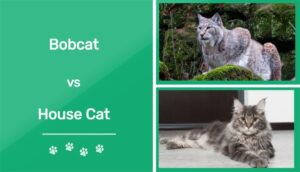 Read more about the article Bobcat против House Cat: насколько они похожи?  (с картинками)