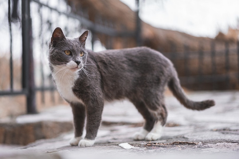 Бразильская короткошерстная кошка на улице