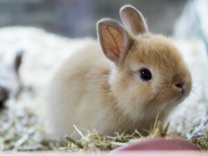 Read more about the article Информация о породе нидерландского карликового кролика: фотографии, особенности и факты