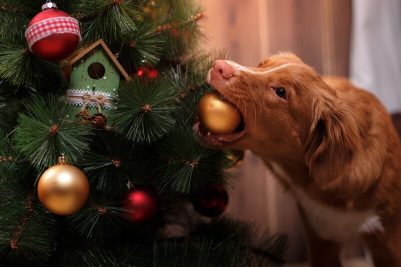 Read more about the article Как не подпускать собаку к рождественской елке: 10 отличных советов