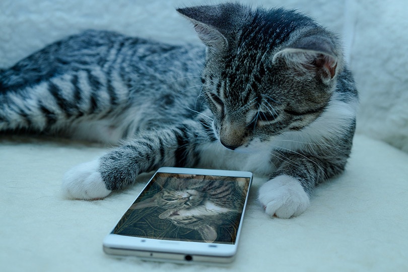 You are currently viewing 10 лучших приложений для кошек: лучший выбор для современного разведения кошек