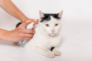 Read more about the article Как предотвратить укусы насекомых у кошек?  Существуют ли средства от насекомых для кошек?