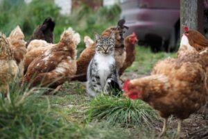 Read more about the article Кошки нападают на кур?  Как защитить свое стадо