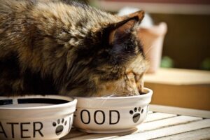 Read more about the article Как отучить мою кошку есть корм для собак?  (7 советов и хитростей)