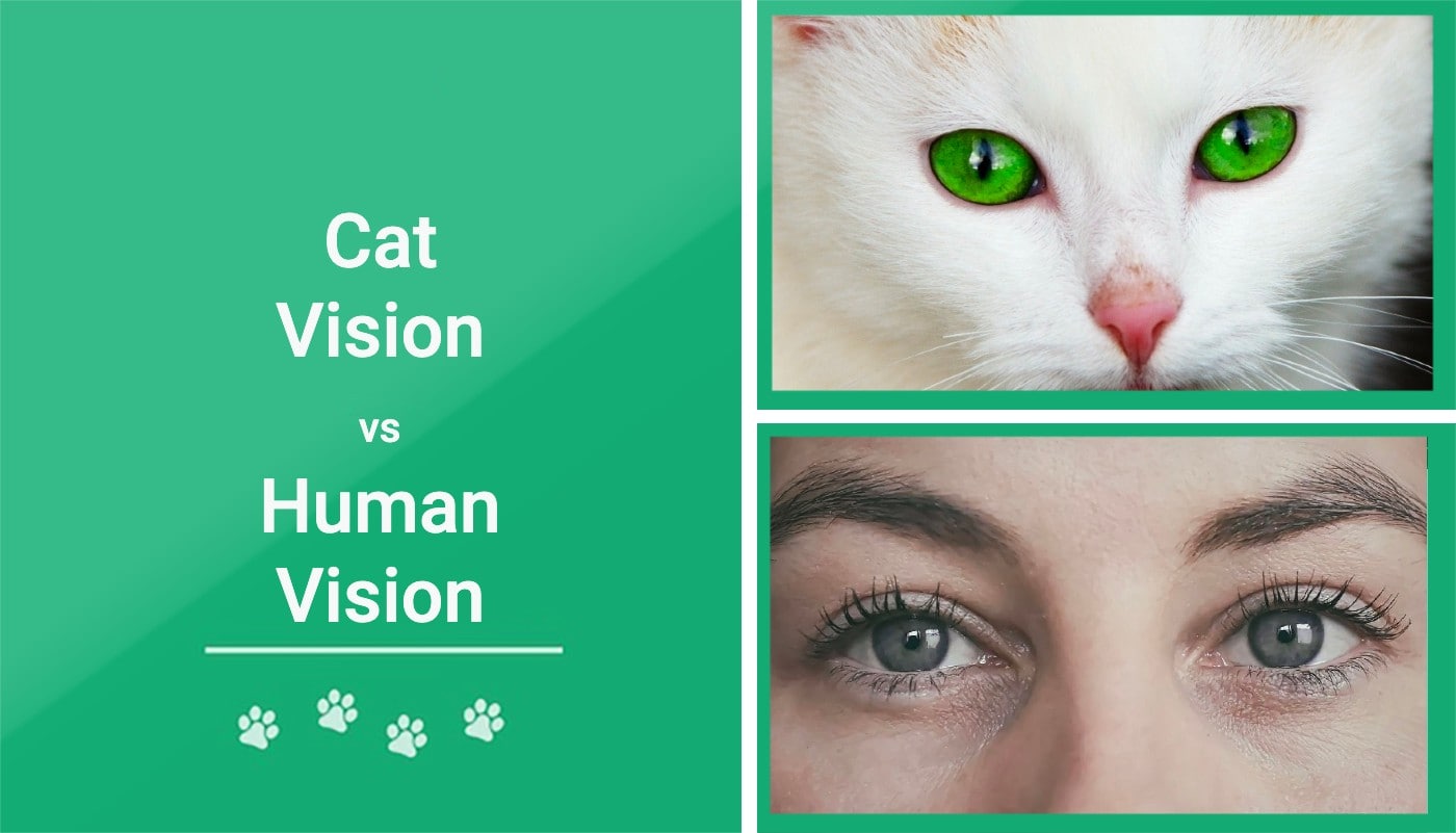 You are currently viewing Кошачье зрение против человеческого зрения: в чем разница?