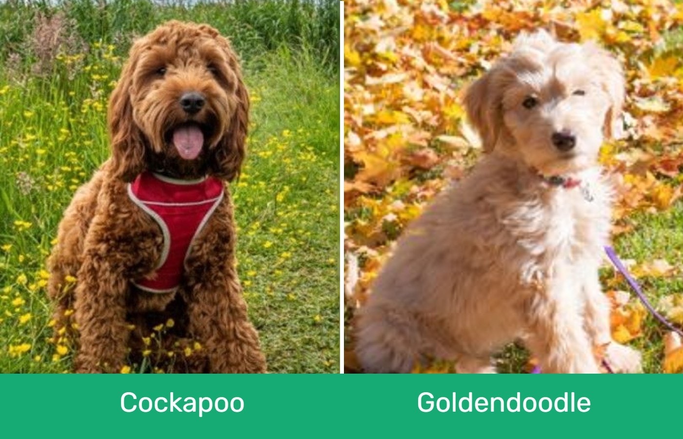 Cockapoo-VS-Goldendoodle-визуальные различия