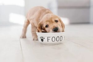 Read more about the article Как приучить щенка есть сухой корм: 10 советов и хитростей