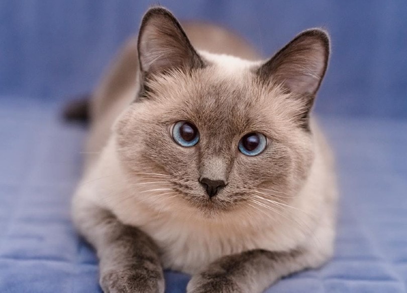 You are currently viewing Порода короткошерстных кошек колорпойнт: фотографии, темперамент и черты