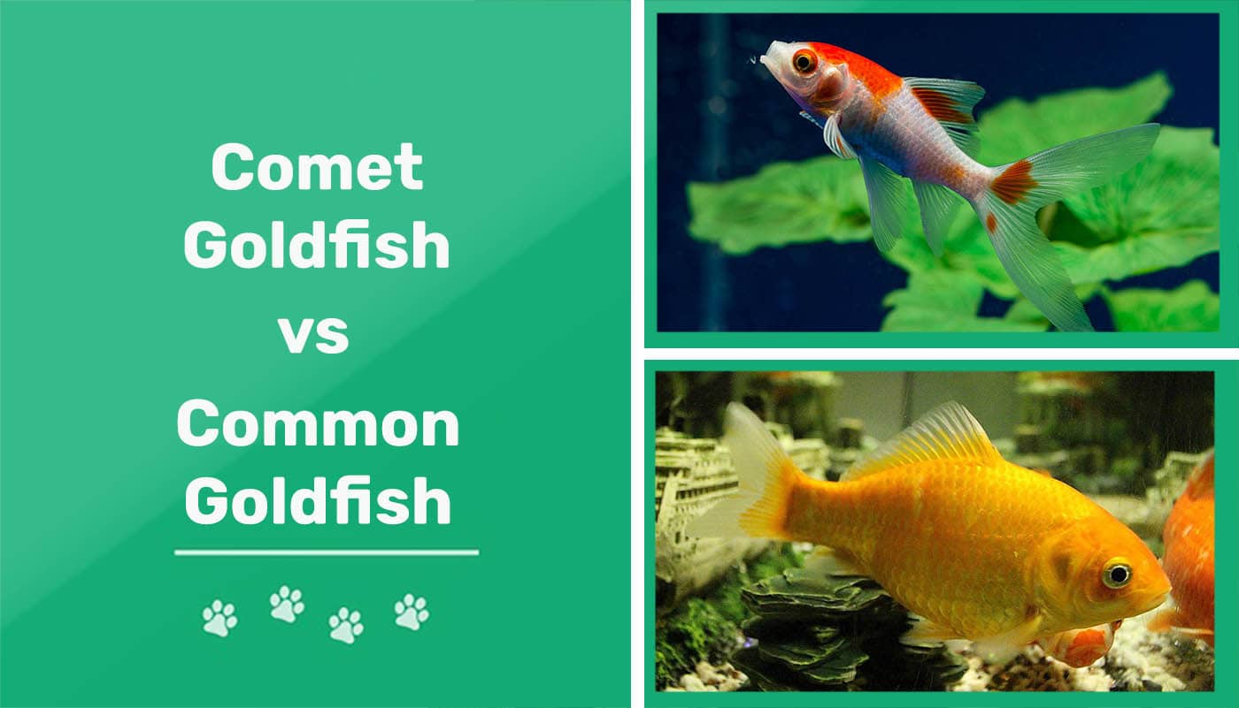Read more about the article Золотая рыбка-комета против обыкновенной золотой рыбки: какая из них подходит именно вам?