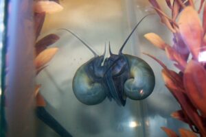 Read more about the article Blue Mystery Snail: полное руководство по уходу и покупкам