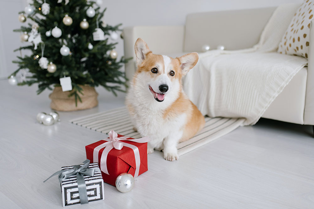 You are currently viewing 16 лучших рождественских игрушек для собак в 2022 году — обзоры и подборка