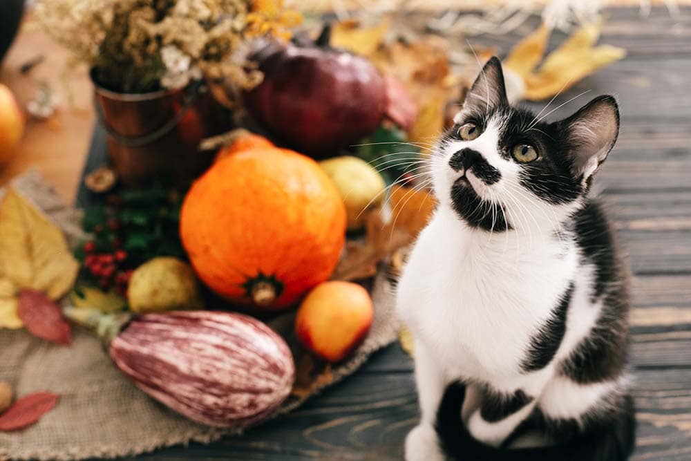 You are currently viewing Что можно есть кошкам на День Благодарения?  9 отличных вариантов (одобрено ветеринаром)