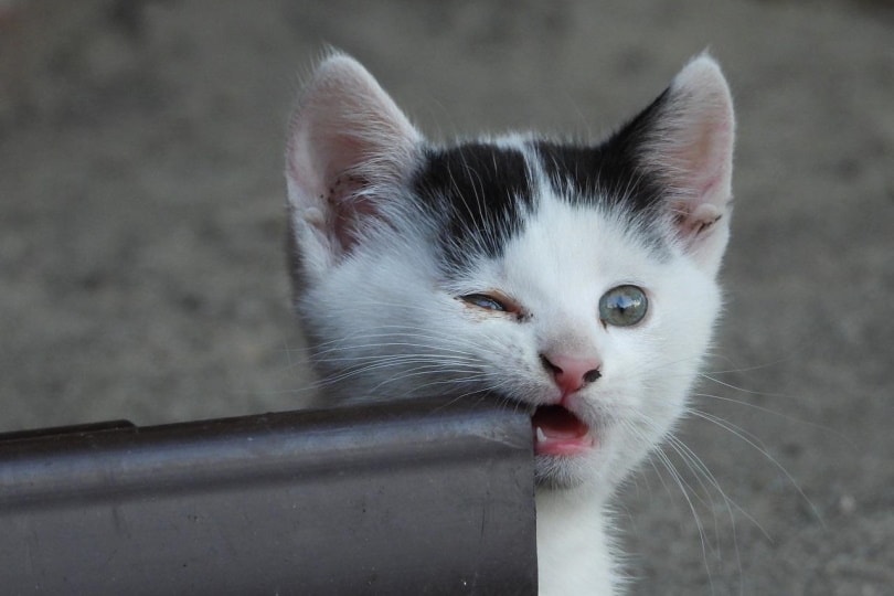 You are currently viewing 8 причин, почему Интернет так одержим кошками