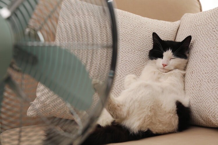 You are currently viewing Любят ли кошки вентиляторы?  Что они предпочитают?