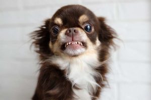Read more about the article Почему моя собака стучит зубами?  5 причин такого поведения