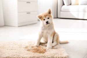 Read more about the article Как вывести запах собачьей мочи с ковров и ковриков?  Что тебе нужно знать!