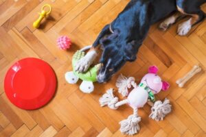 Read more about the article Как безопасно мыть игрушки для собак за 4 простых шага