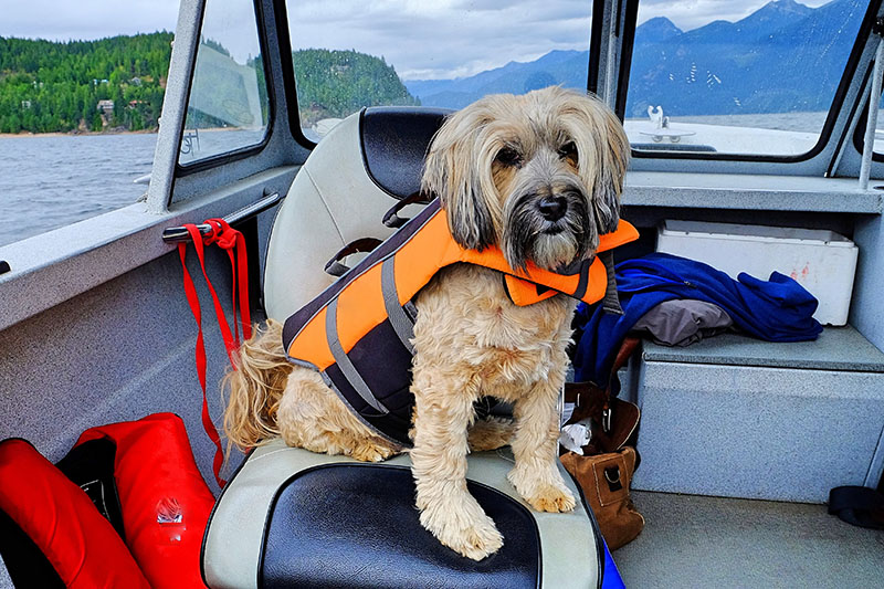 You are currently viewing 7 советов по безопасности при катании на лодке с собакой (Руководство 2022 г.)